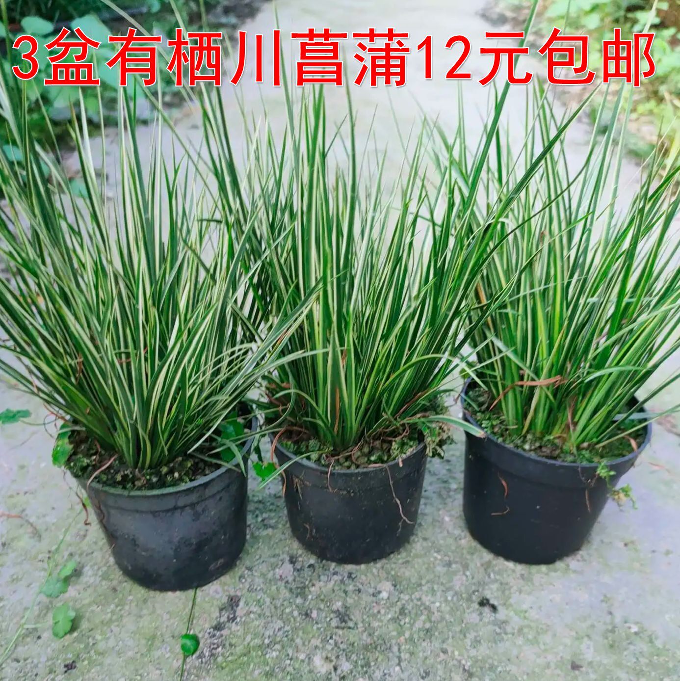 三盆有栖川菖蒲12元包邮蒲草盆景假山草水陆缸素材绿植懒人植物