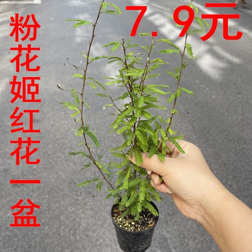 庭院粉花合欢盆景盆栽