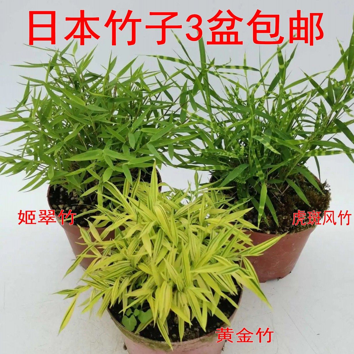 【3盆日本竹子套餐特价包邮】矮生迷你竹子假山水陆缸微景观绿植