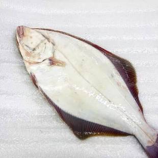 大连当地野生大鸦片鱼鲽鱼牙片鱼整条新鲜海捕比目鱼非偏口鱼4斤