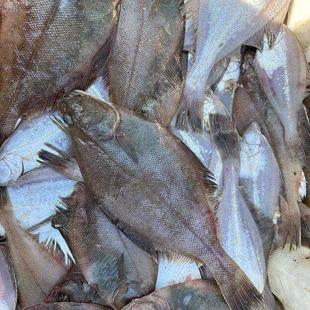 大连野生偏口鱼比目鱼新鲜冷冻海鱼小扁口鱼多宝鱼海鲜水产4斤