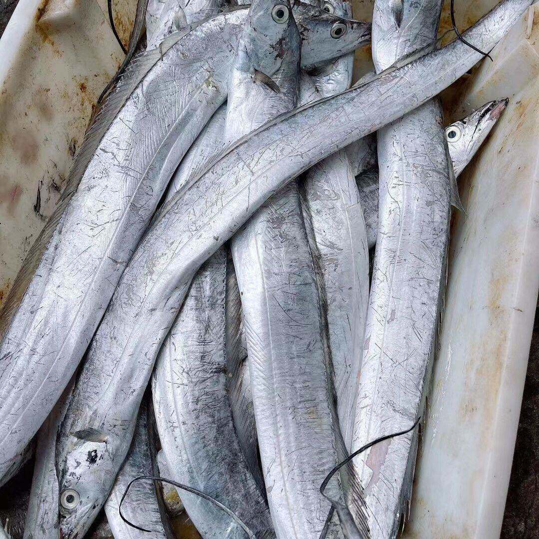 大连渤海湾刀鱼带鱼3斤新鲜冷冻海捕小眼油带鱼冷水中号4-6两/条图片