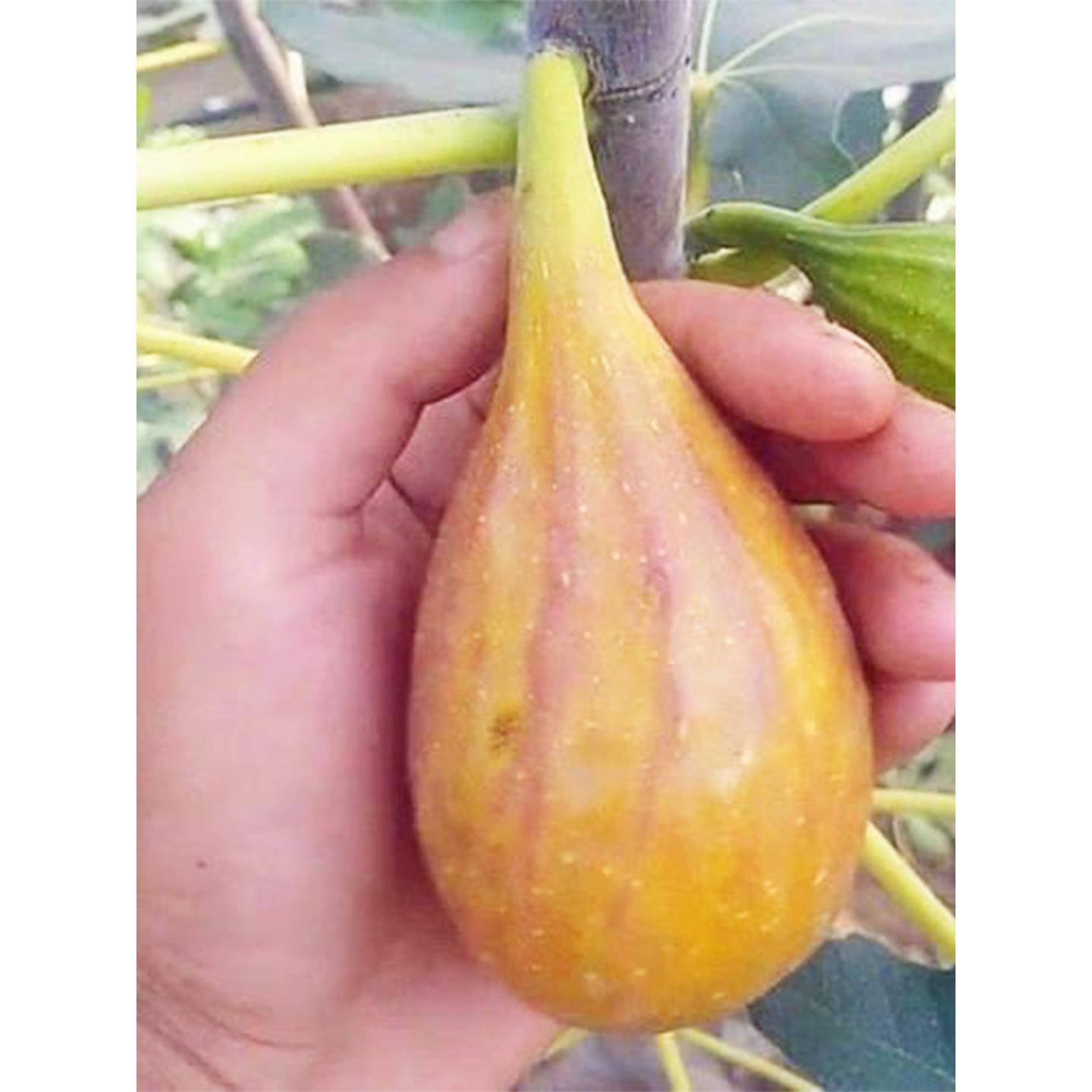 新品芭劳奈无花果树果苗特大南北方无花果苗树当年结果无花果枝条图片