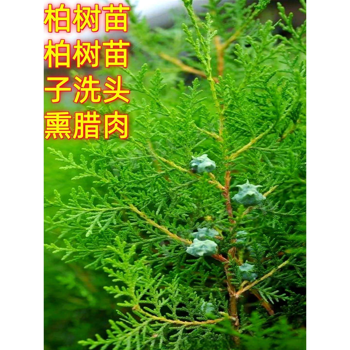 扁柏树苗侧柏枝树苗塔柏大松柏树