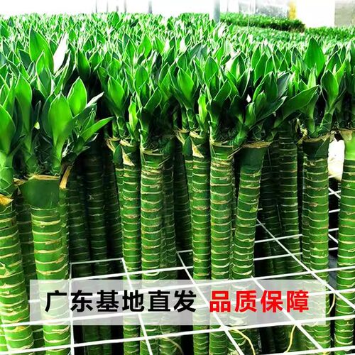 文昌竹室内阳台吸甲醛净化空气