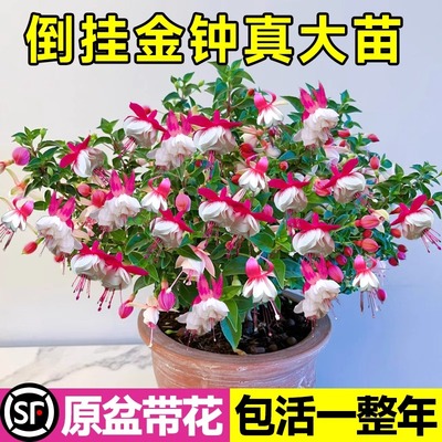 倒挂金钟盆栽大苗带花苞灯笼花重瓣老桩花卉植物室内吊钟海棠绿植