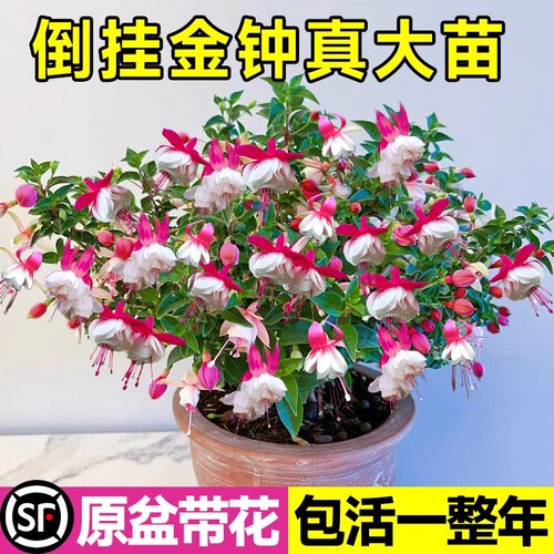 倒挂金钟盆栽大苗带花苞灯笼花重瓣老桩花卉植物室内吊钟海棠绿植