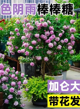蓝色阴雨棒棒糖月季果汁阳台老桩室外花卉盆栽玫瑰花树苗