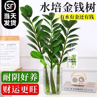 水培植物金钱树盆栽客厅摇钱树发财树钱串子室内花卉绿植