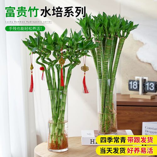 富贵竹水培绿植室内客厅植物转运竹子盆栽开运竹文昌龙竹节节高