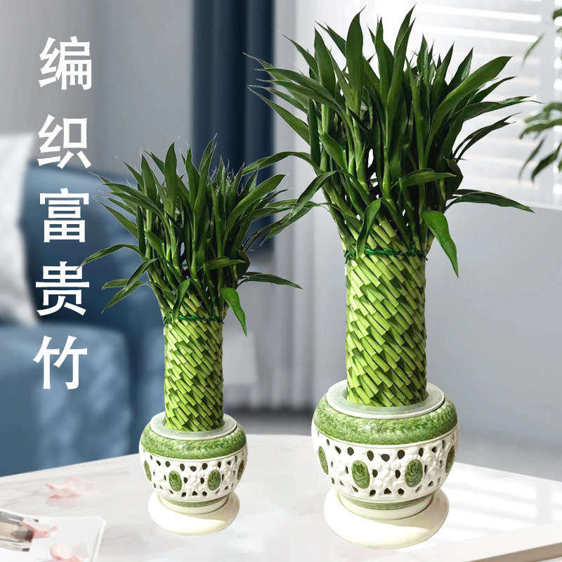 节节高富贵竹植物开运竹子盆栽客厅水养大型绿植室内招财乔迁大颗,鲜花速递/花卉仿真/绿植园艺,大型绿植/成品组合盆栽,淘宝优惠券,粉丝福利购,淘宝优惠卷