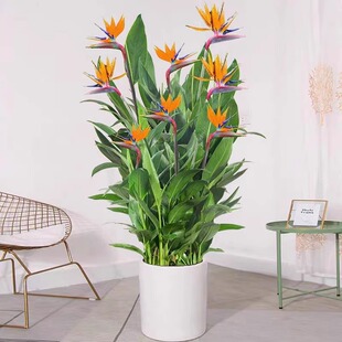 富贵鸟带花盆栽鹤望兰客厅室内大型绿植办公室四季花卉植物