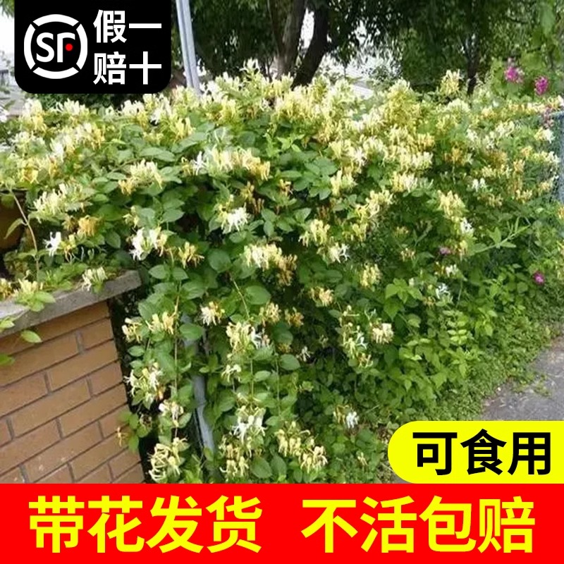 金银花树苗食用树形四季浓香型黄白盆栽老桩爬藤植物阳台庭院绿植