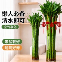 文昌竹龙竹4支带根水养富贵转运竹节节高水培植物室内客厅植物