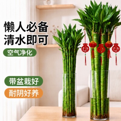 文昌竹龙竹4支带根水养富贵转运竹节节高水培植物室内客厅植物