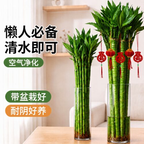 文昌竹龙竹4支带根水养富贵转运竹节节高水培植物室内客厅植物