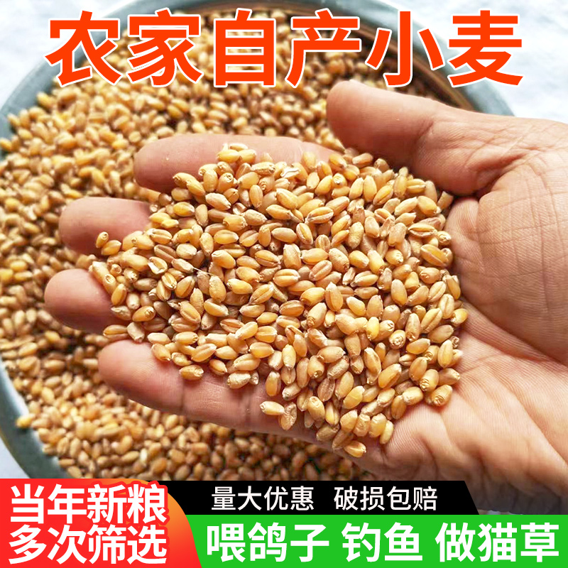 精选当季小麦粒新鲜饱满