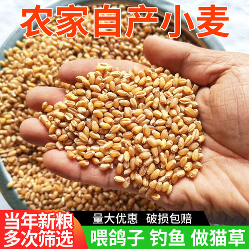 精选当季小麦粒新鲜饱满