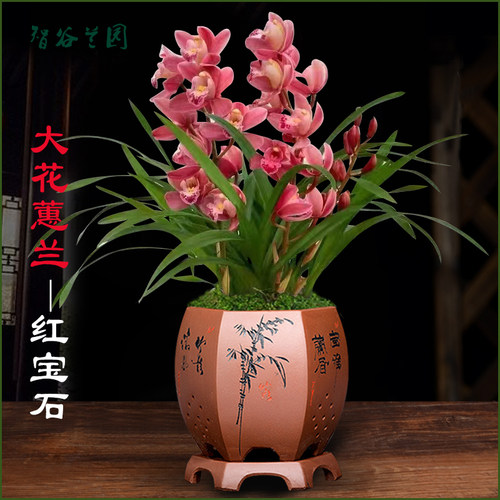 带花苞喜庆兰花大花蕙兰红宝石