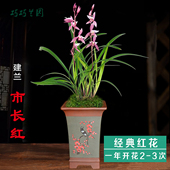 浓香老种建兰市长红易养活兰花东方红荷红猫四季 兰绿鸟嘴花卉植物