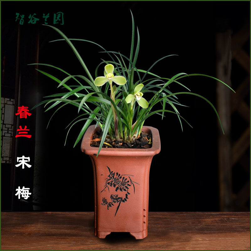 浓香老种春兰宋梅矮细叶名贵兰花西神知足素梅瓣观赏花卉盆栽植物