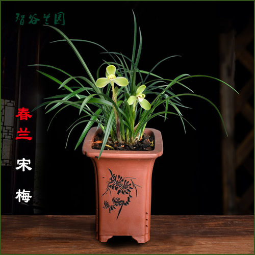 春兰老种宋梅名贵细叶兰花