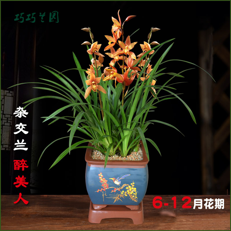 热卖兰花虎头兰配美人蜜蜂兰墨兰