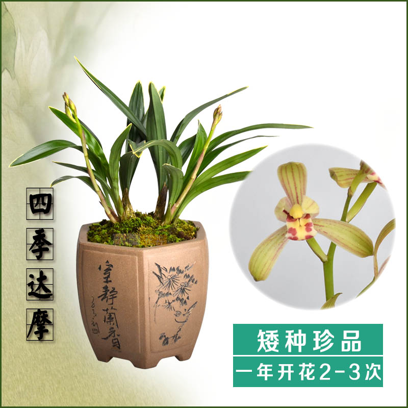 矮种兰花建兰四季兰禅月达摩爪