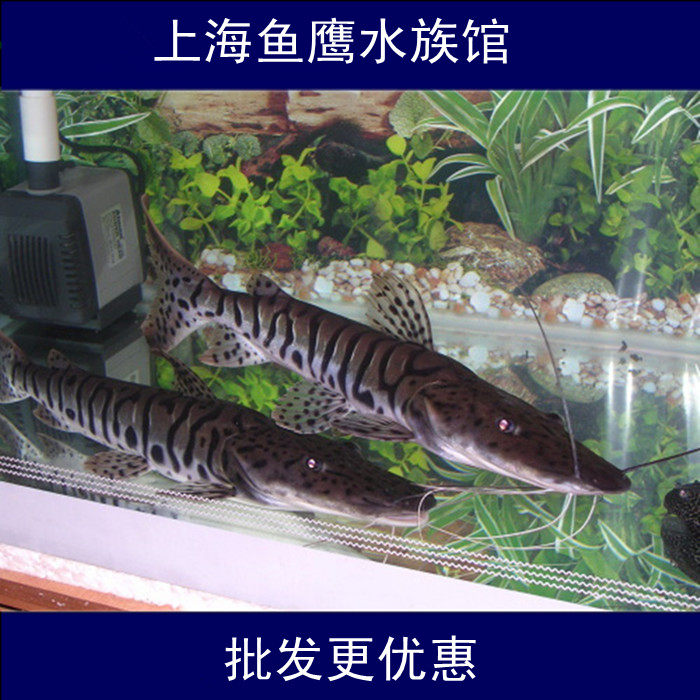 热带观赏鱼 鸭嘴鲨 斑纹鲨 铲鼻虎鲶 大型凶猛鱼 底层宠物鱼 活体