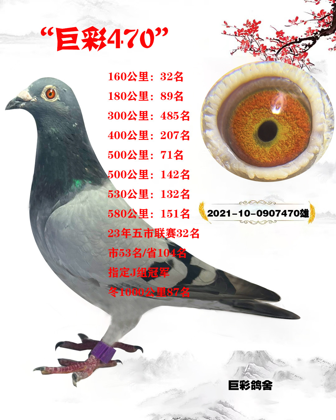 江苏巨彩鸽业信鸽比赛成绩鸽种鸽鸟