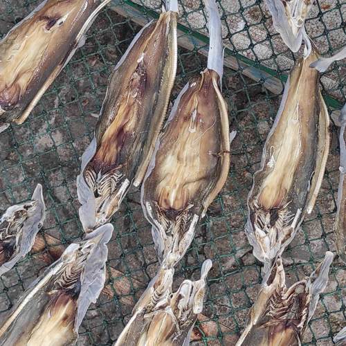 小鲨鱼干鱼干自晒微咸咸鱼干北海特产海鲜干货无刺开海货