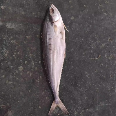 公马鲛北海特产海鲜干货咸鱼干自晒咸鱼整条有头有肚一斤6条左右