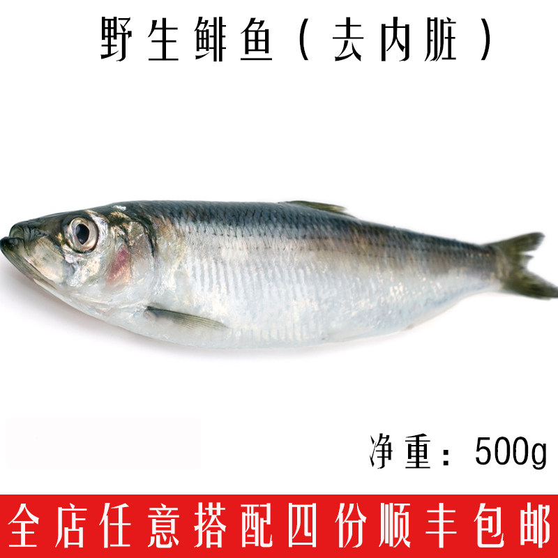 【野生鲱鱼】新鲜海鲜去鳞去腮去内脏鲱鱼青鱼野生海鱼