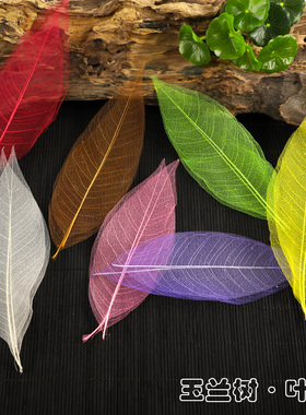 蝉之翼丨天然玉兰树树叶标本叶脉干花书签DIY材料包贴画标签叶子