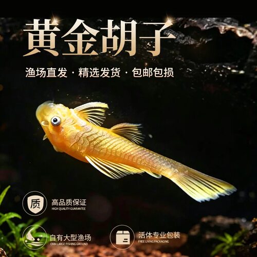 黄金胡子鱼小型热带除藻观赏鱼