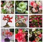 海棠 一物一拍 绿宝石 垂丝海棠直播链接 品种备注 彩玉 四季