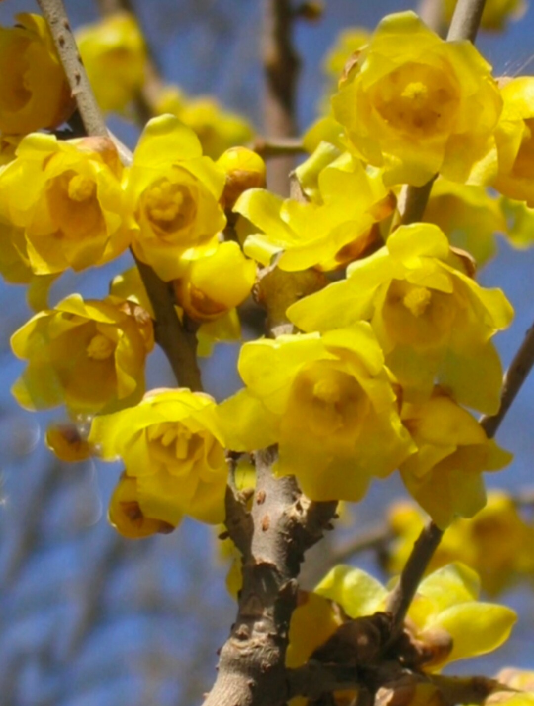 带花苞腊梅梅花盆栽地栽老桩浓香型耐寒植物冬天开花庭院花卉