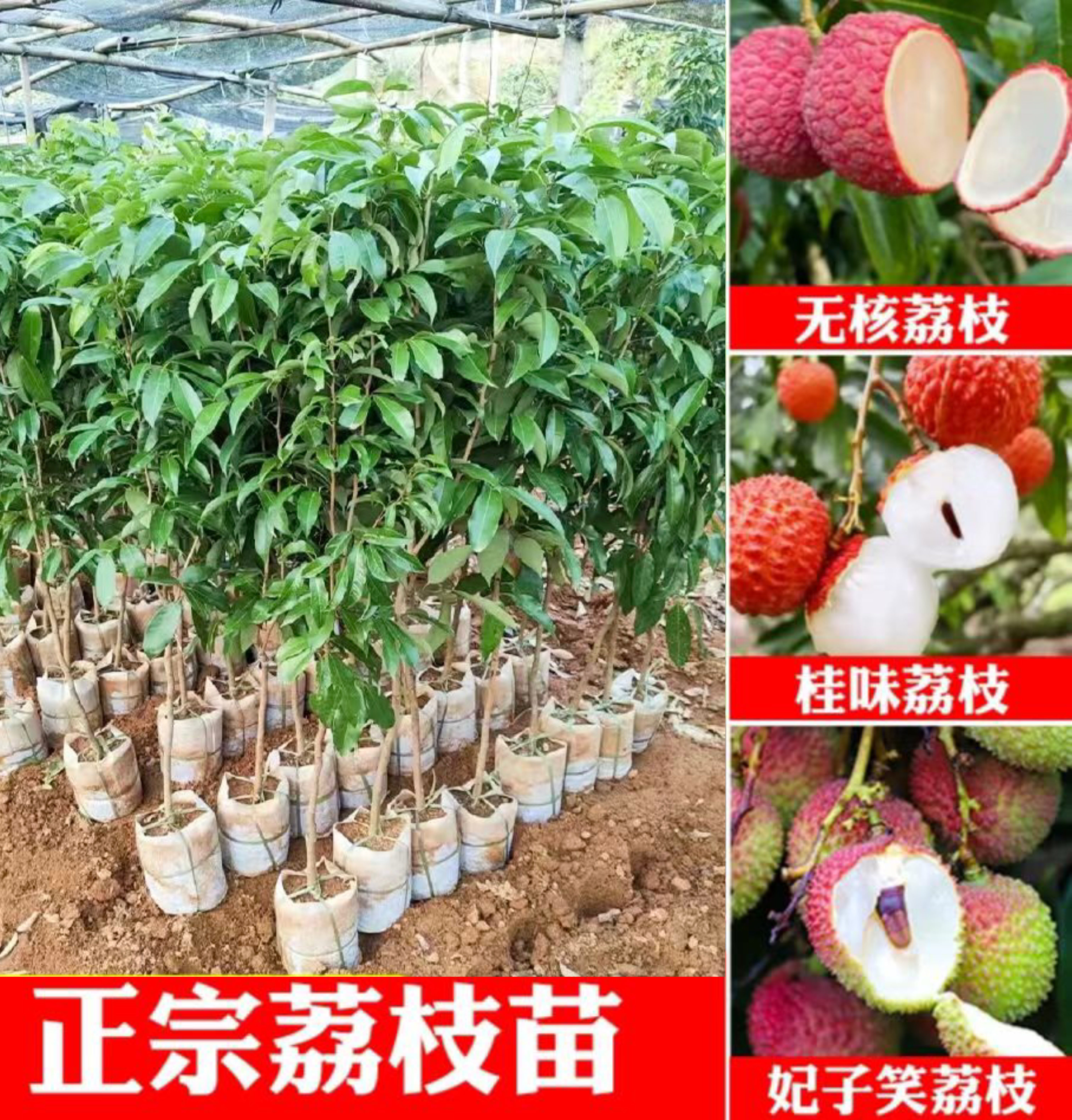 广西果苗正品灵山荔枝苗嫁接苗仙进奉桂味妃子笑无核荔正宗果树苗