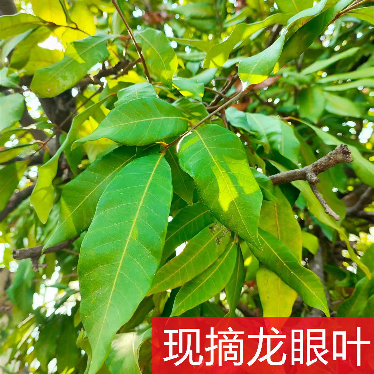 新鲜龙眼叶养龟乌龟缸造景装饰植物沉木逃避无晒干龙眼叶子桂圆叶图片