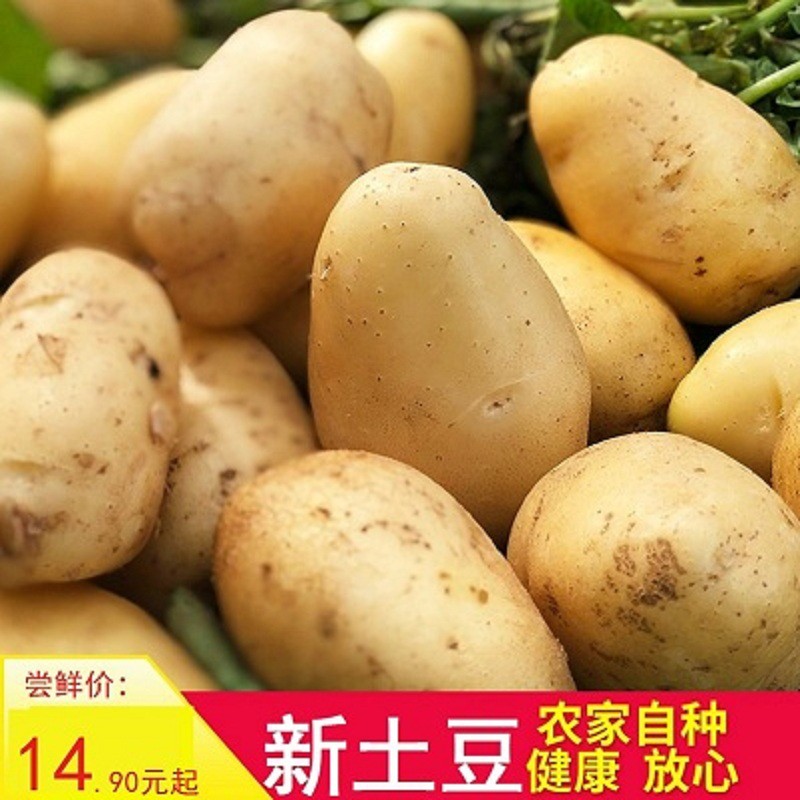 贵州农产品产地直销毕节黄心洋芋农家种植新鲜马铃薯香糯黄皮土豆