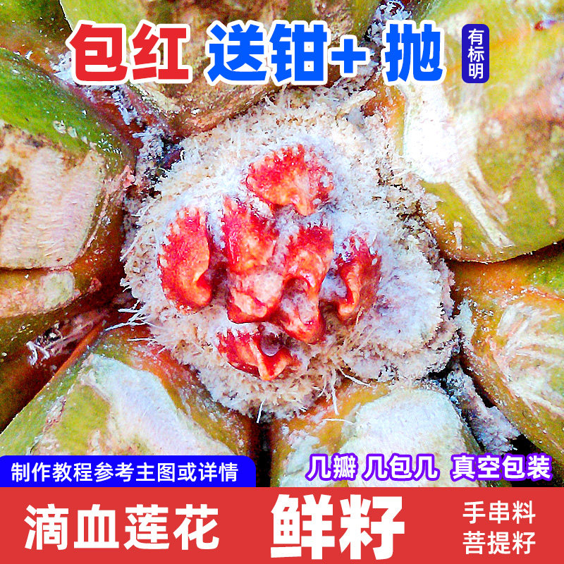 禅悦缘 鲜籽 滴血莲花原籽 单颗文玩菩提子手串毛料【包红】