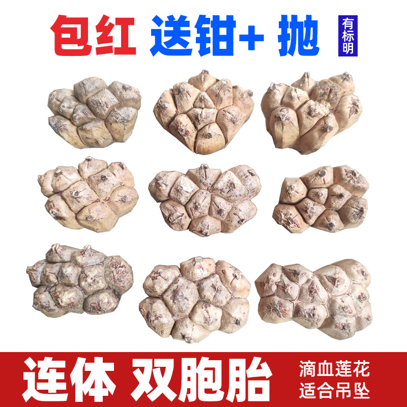 菩提子包红滴血莲花优选