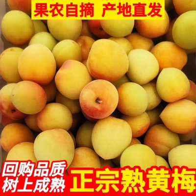 【精选树上熟黄梅】【泡酒更香】