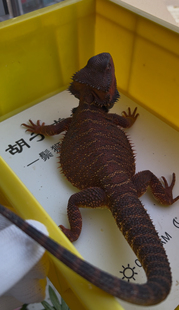 鬃狮蜥蜴血红深红黑红系幼体大小公母都有包活