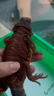 新手入门爬宠鬃狮蜥蜴血红深红黑红系幼体大小公母都有包活