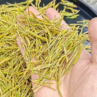 直播福利!春茶清明黄金芽,直接便宜卖掉