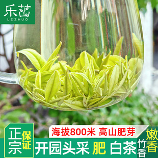 纯正兰花香【安吉-溪龙茶】精品头采正宗安吉白茶125克2025年新茶