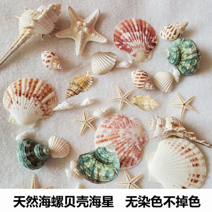 天然贝壳海螺海星海胆壳幼儿园手工diy贝壳相框鱼缸造景大海螺壳