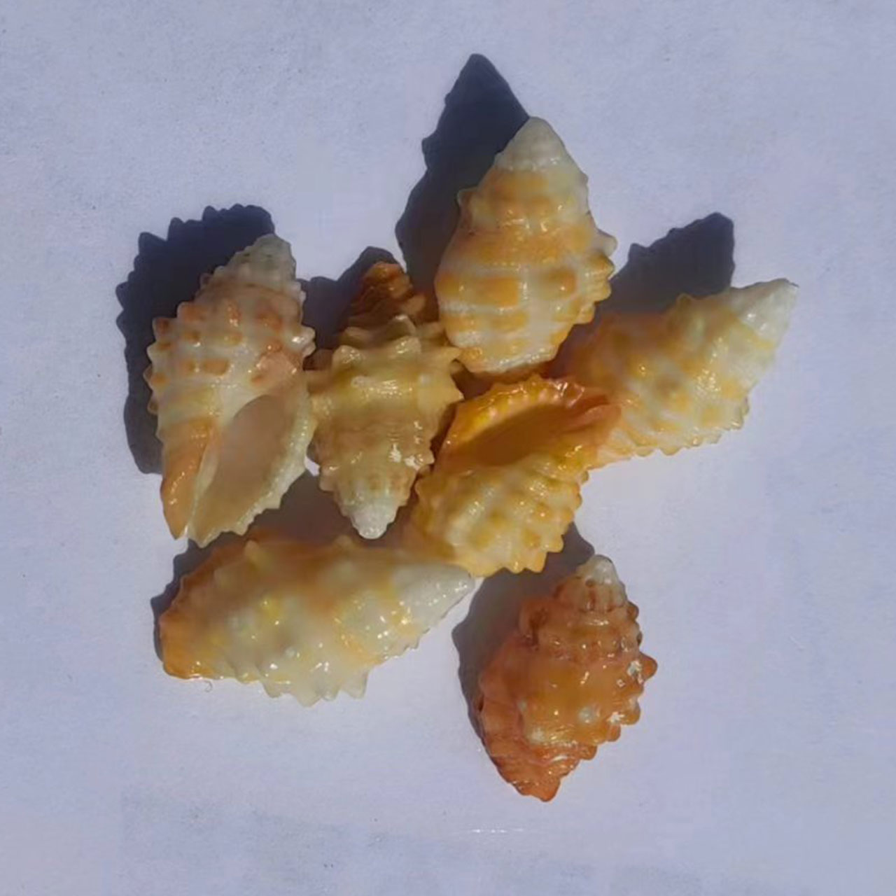 海螺贝壳天然贝壳海螺黄金织纹螺相框画材料微景观摄影道具摆件