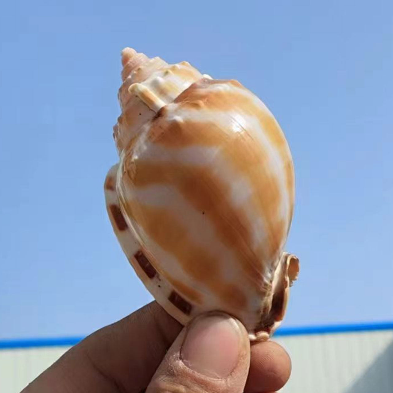 大海螺贝壳天然彩色贝壳海螺鱼缸水族造景摆件卷贝鱼寄居蟹替换壳